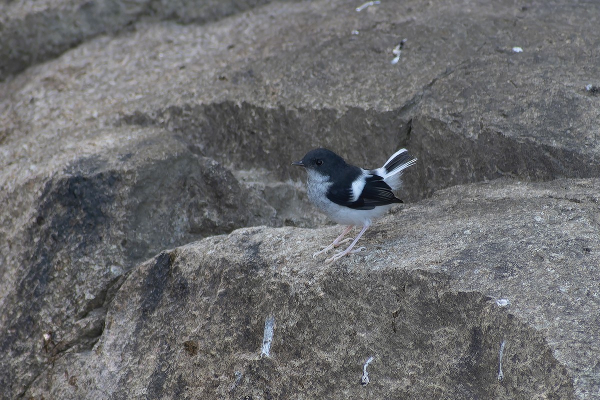 Little Forktail - ML645768367