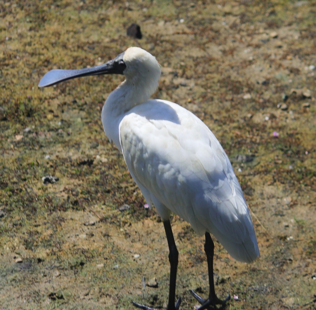 kolpík královský - ML645768368