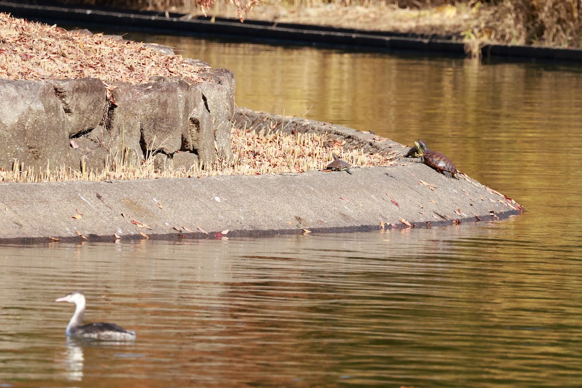 toppdykker - ML645768373