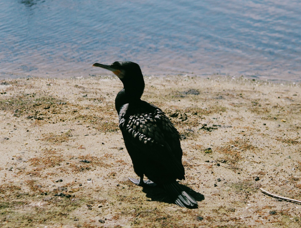 storskarv - ML645768375