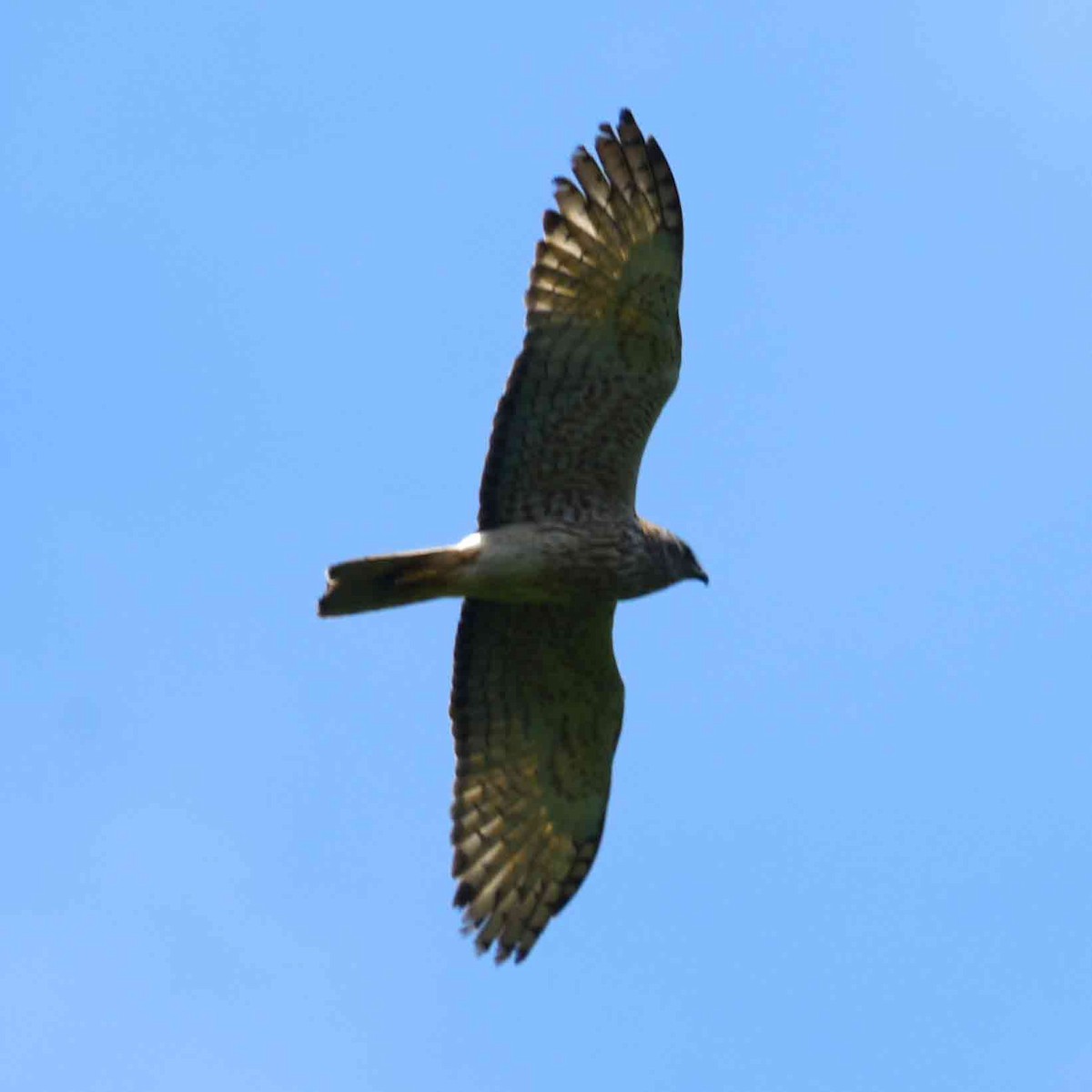 Swamp Harrier - ML645768380