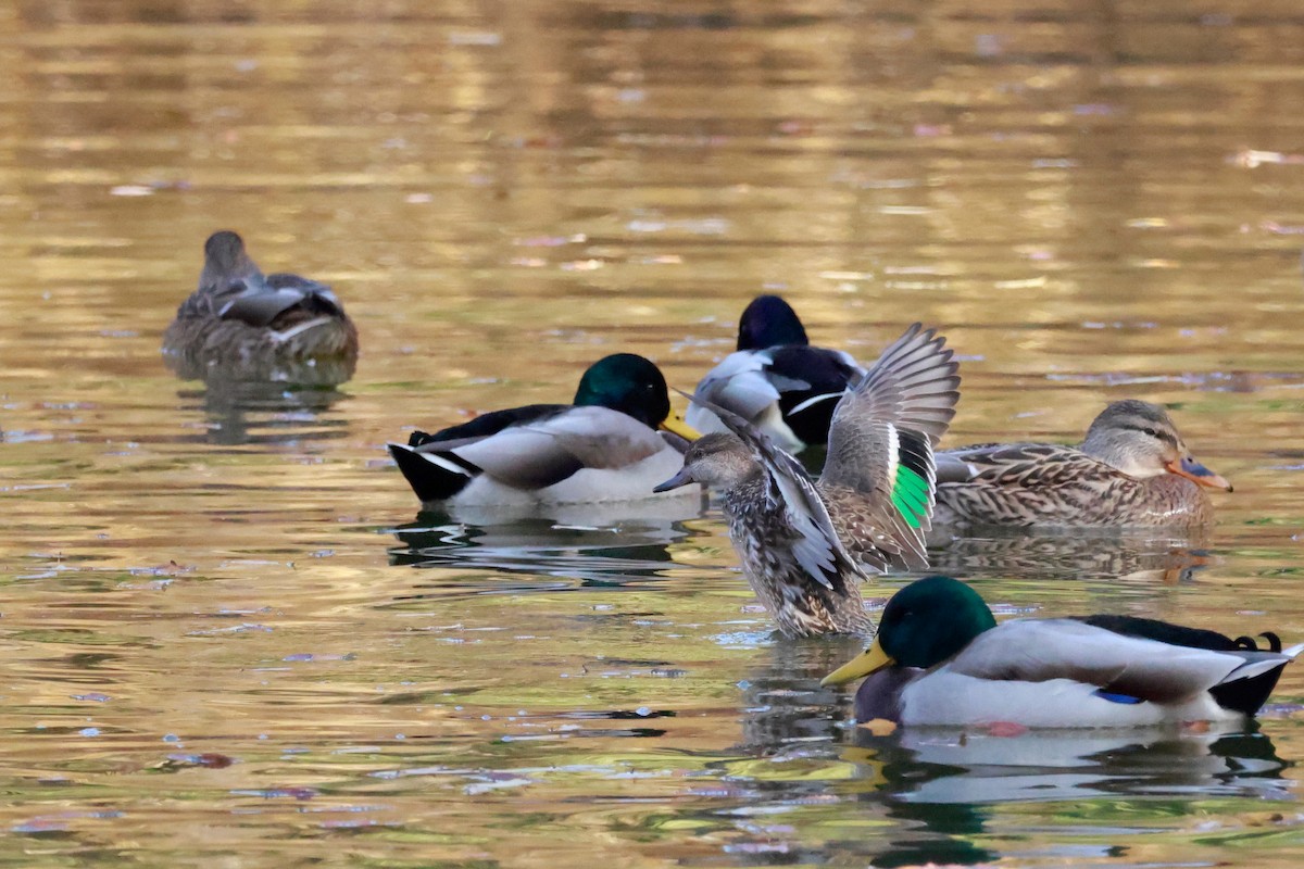 krikkand - ML645768390