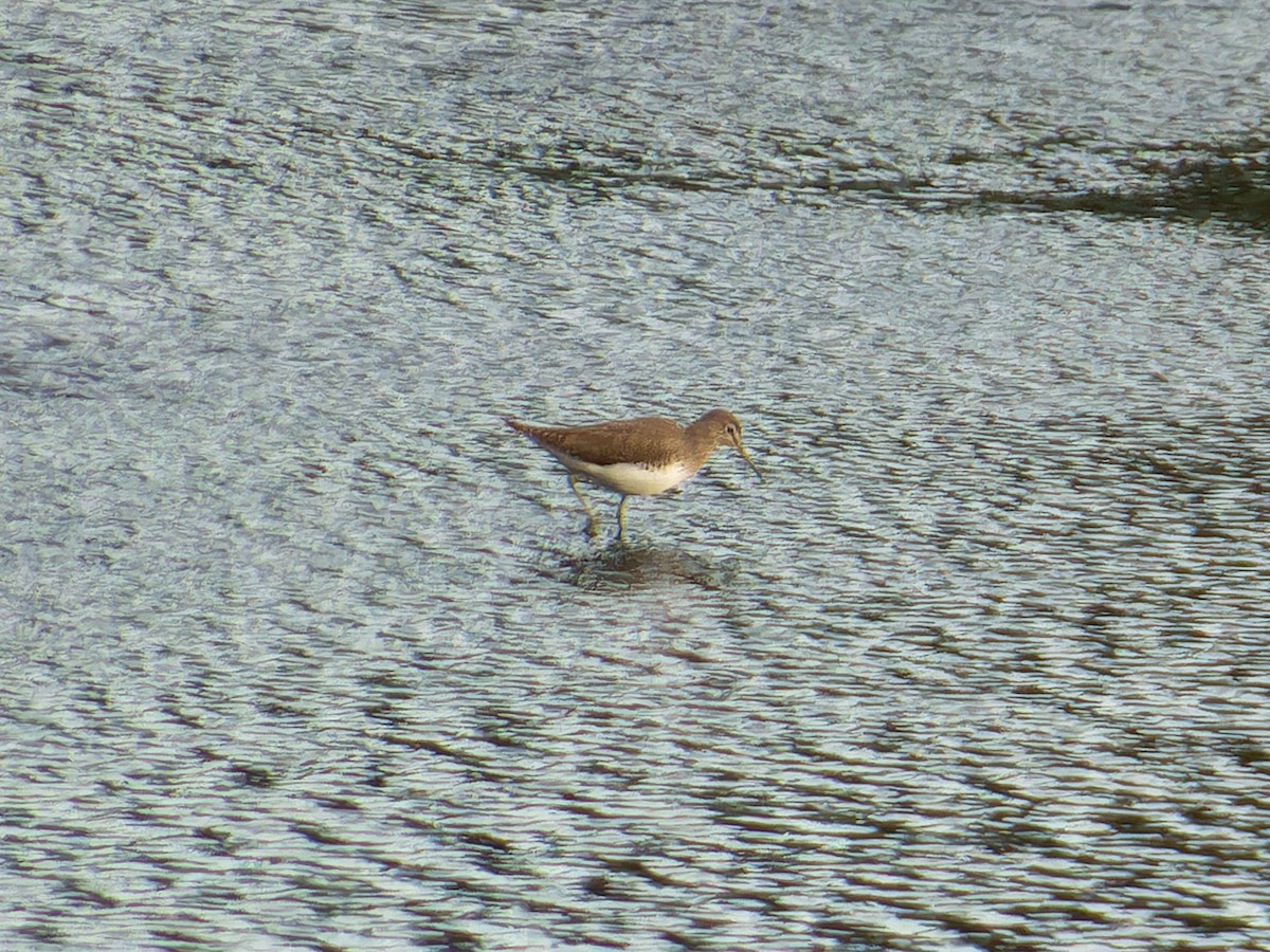 vodouš kropenatý - ML645768392