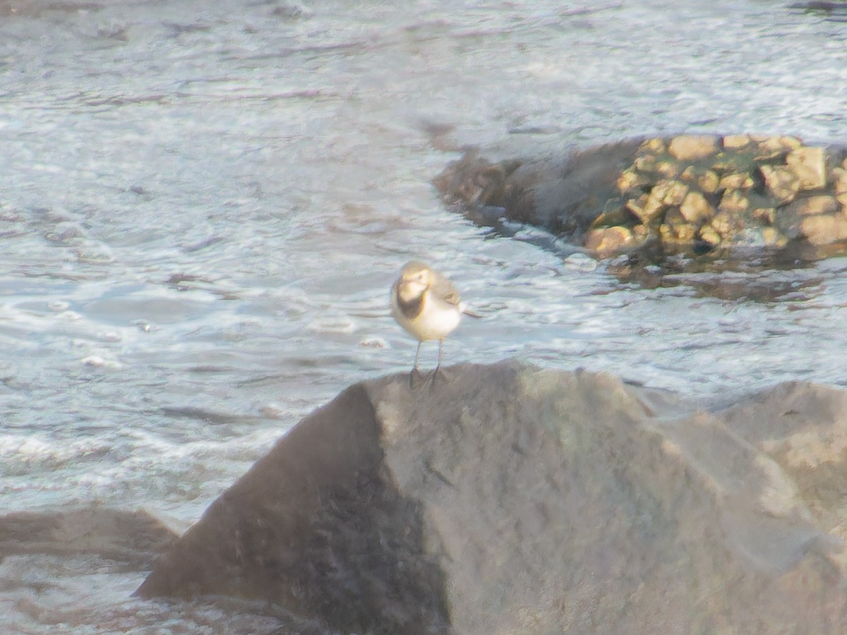 konipas bílý - ML645768393