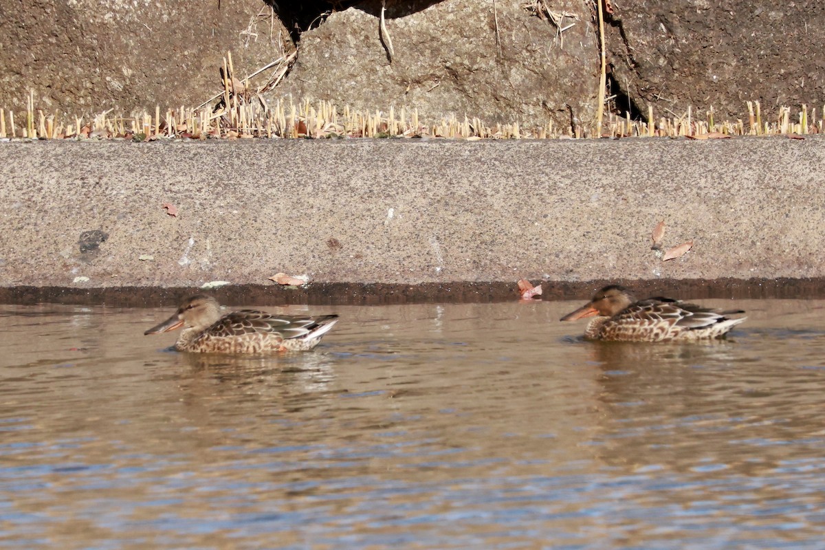 skjeand - ML645768394