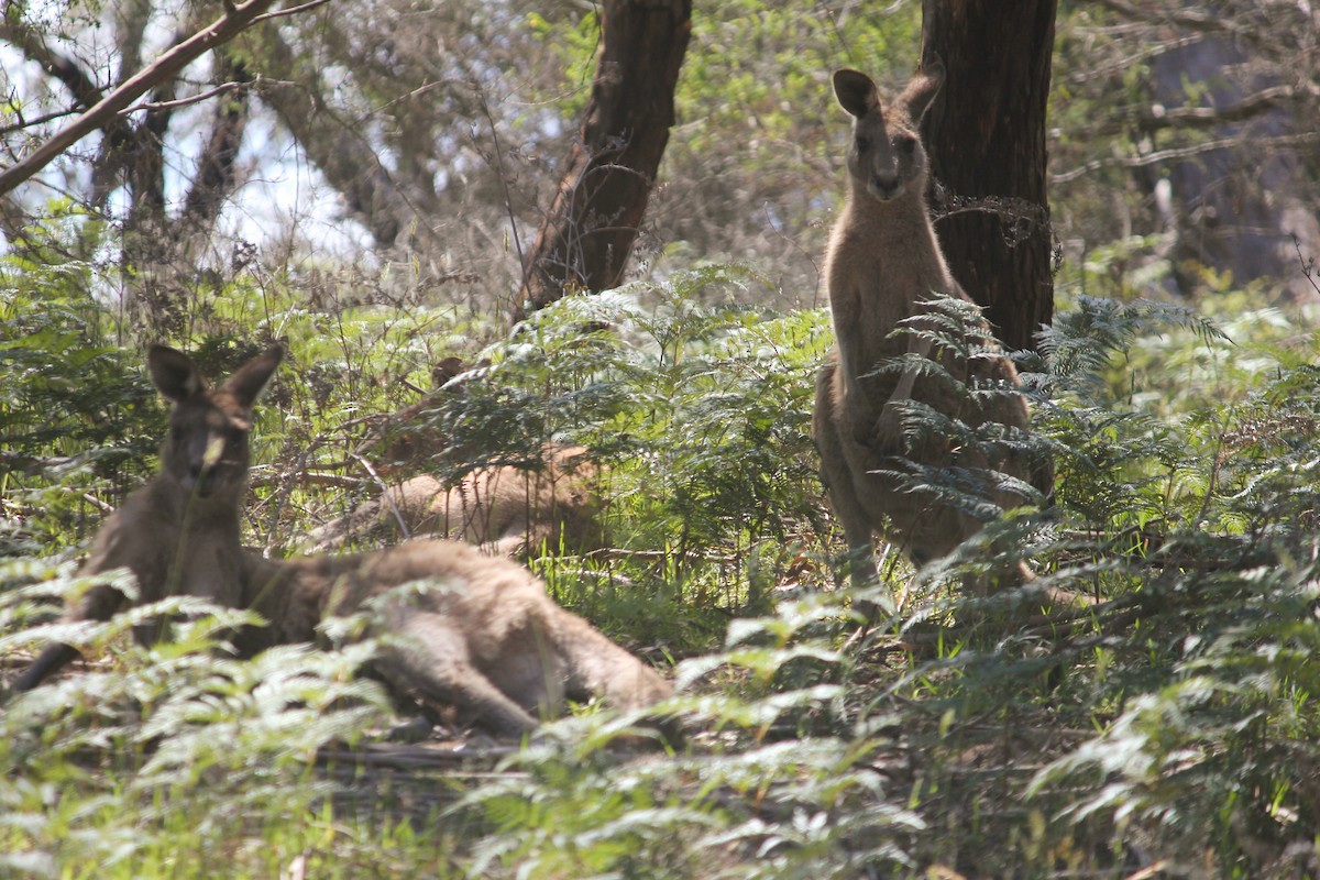 Animals - ML645768395