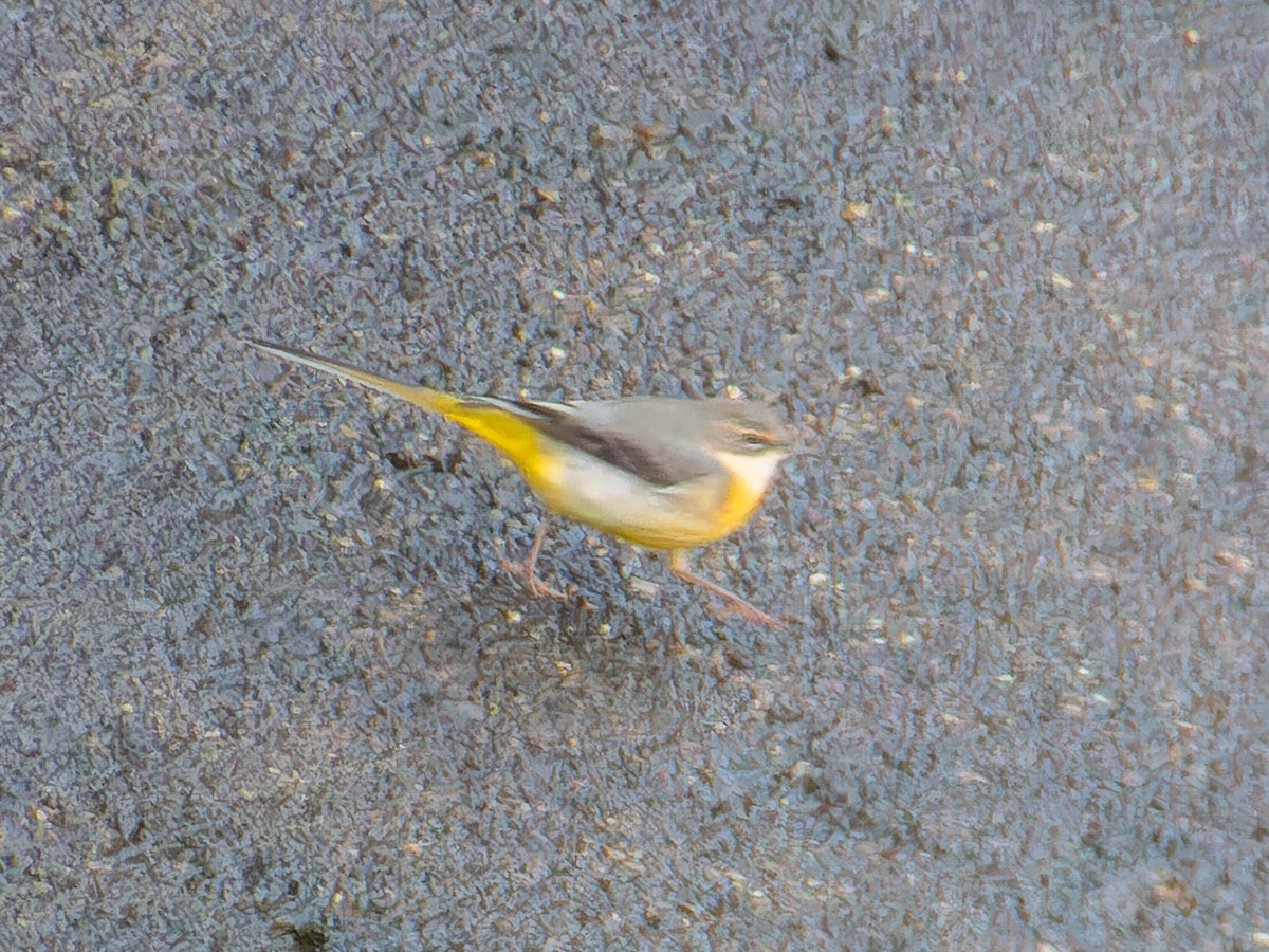 konipas horský - ML645768396