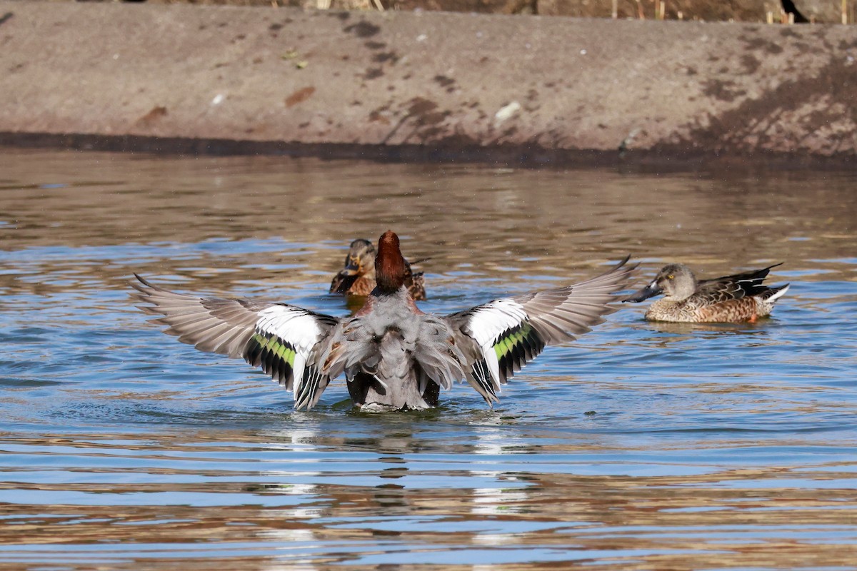 brunnakke - ML645768397