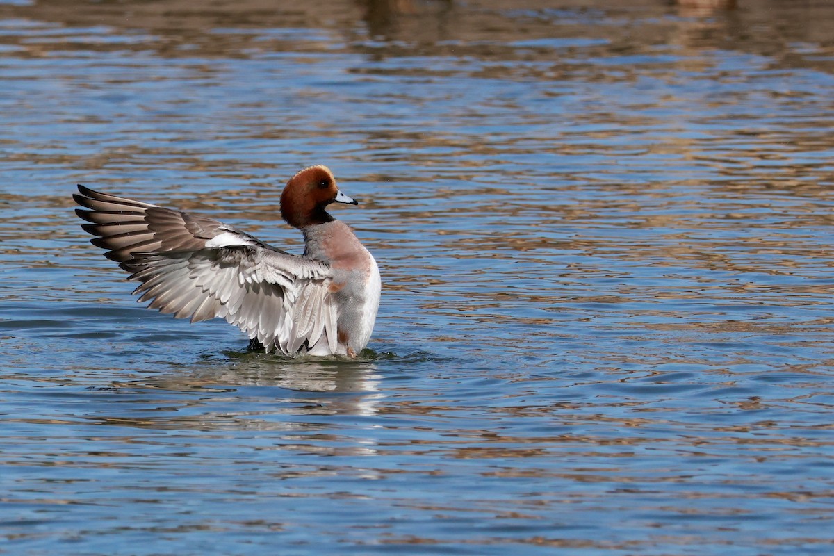 brunnakke - ML645768399