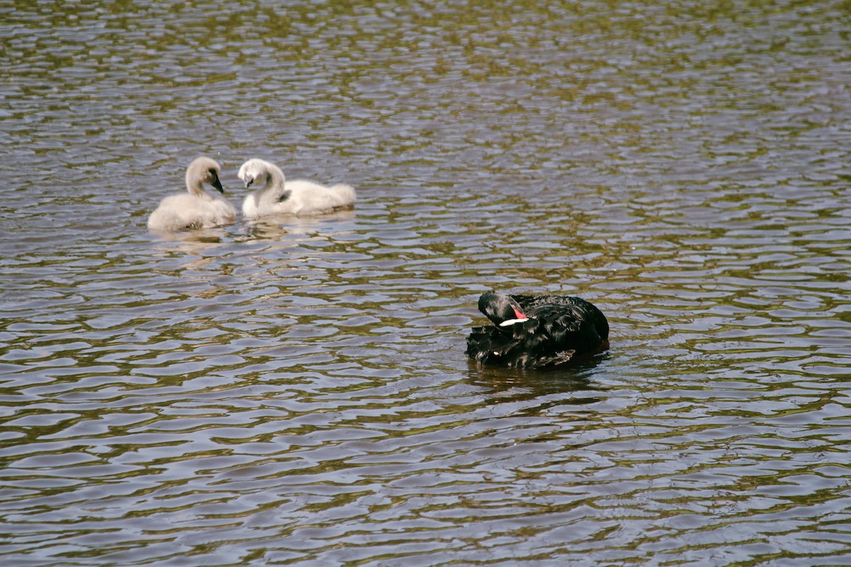 labuť černá - ML645768400