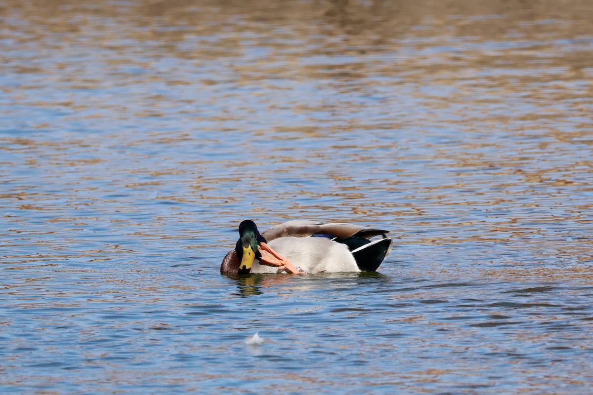 stokkand - ML645768403