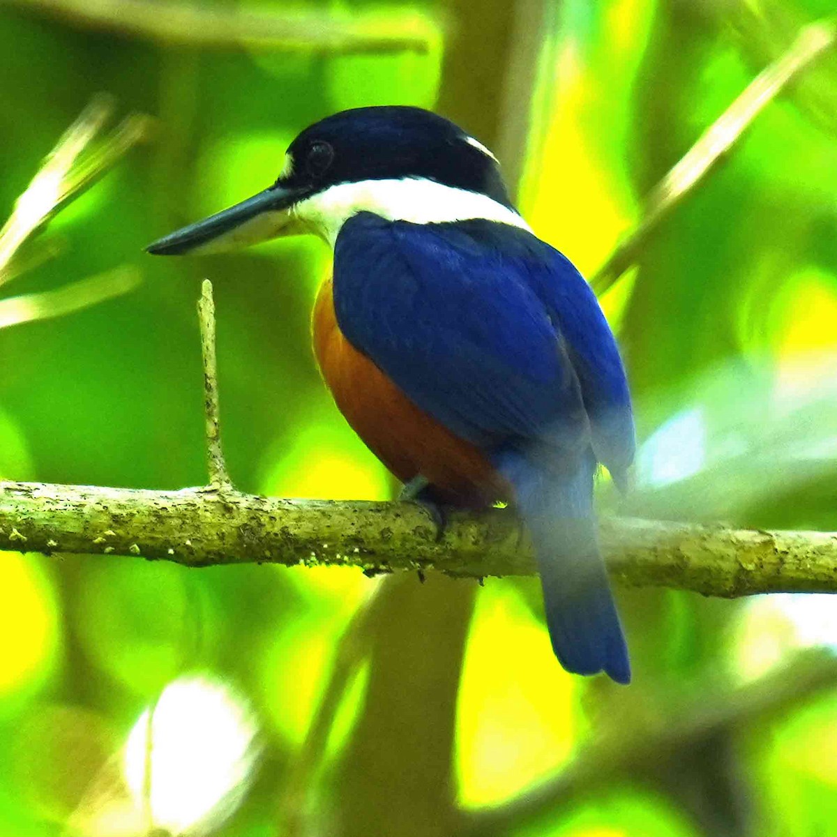 Vanuatu Kingfisher - ML645768411