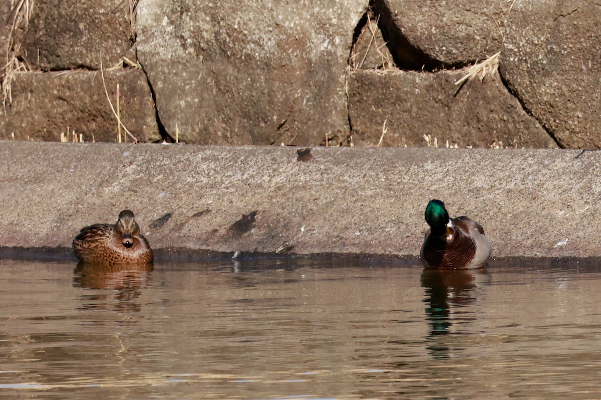 stokkand - ML645768415