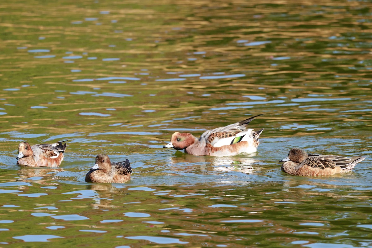 brunnakke - ML645768417