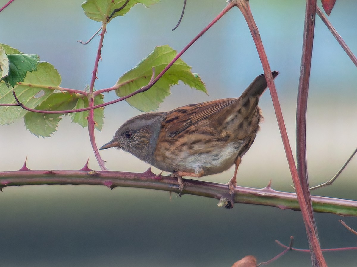 Accenteur mouchet - ML645768422