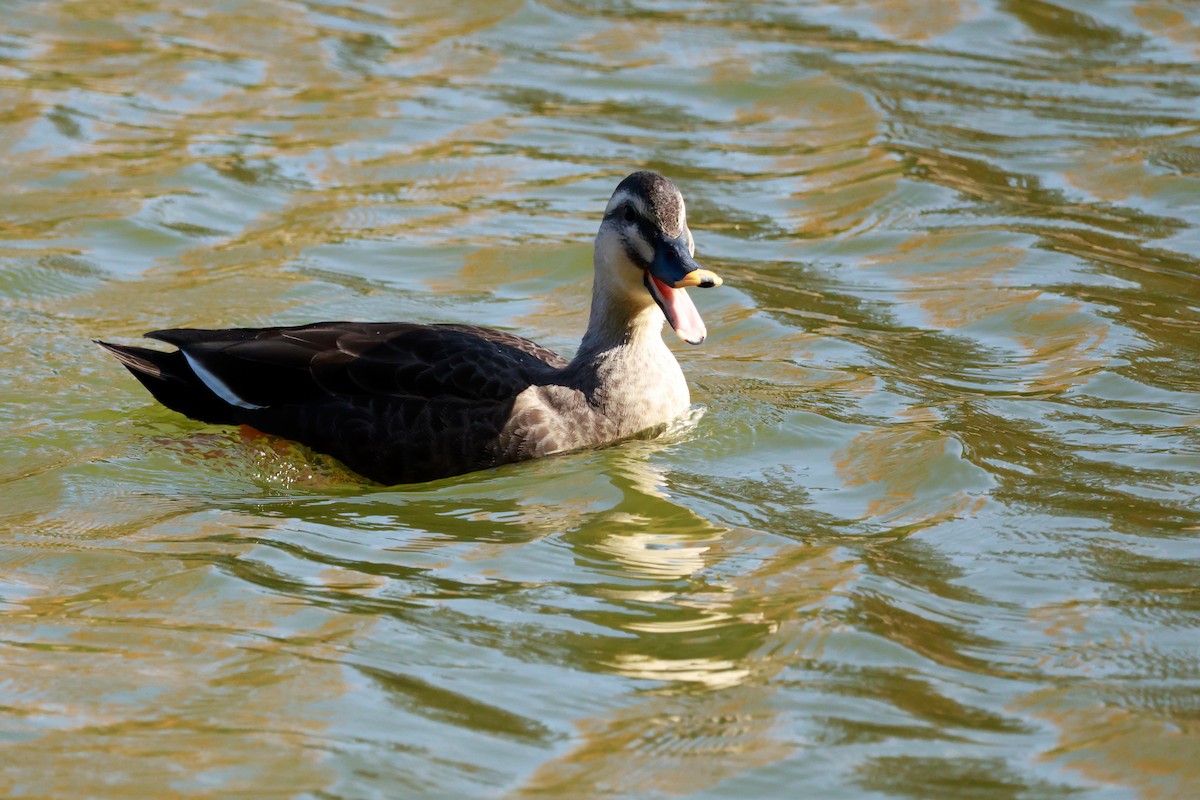 Eastern Spot-billed Duck - ML645768432