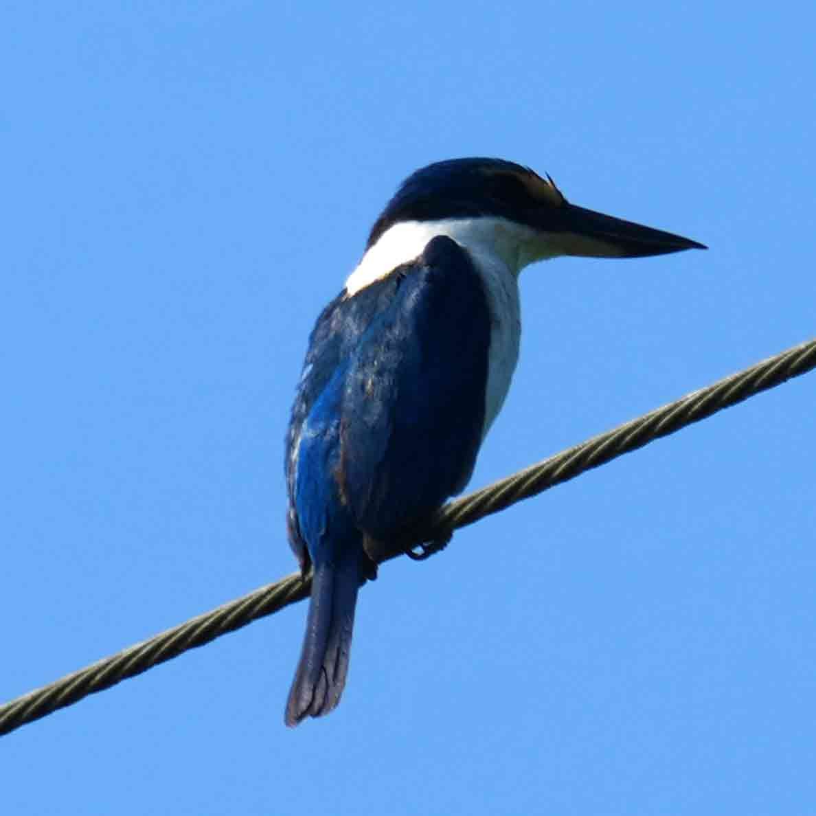 Pacific Kingfisher - ML645768433