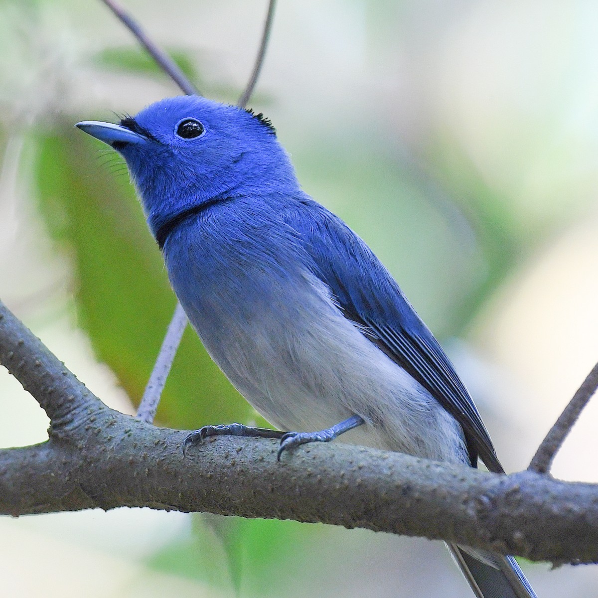 Black-naped Monarch - ML645768448