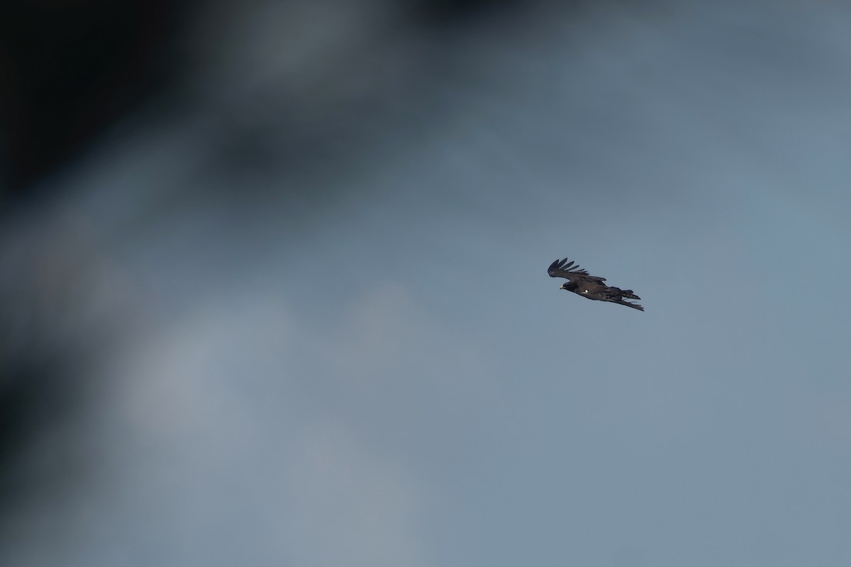 Black Eagle - ML645768451