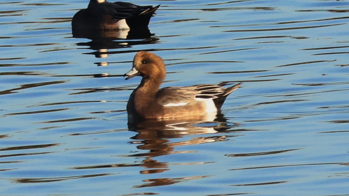 Eurasian x American Wigeon (hybrid) - ML645768453