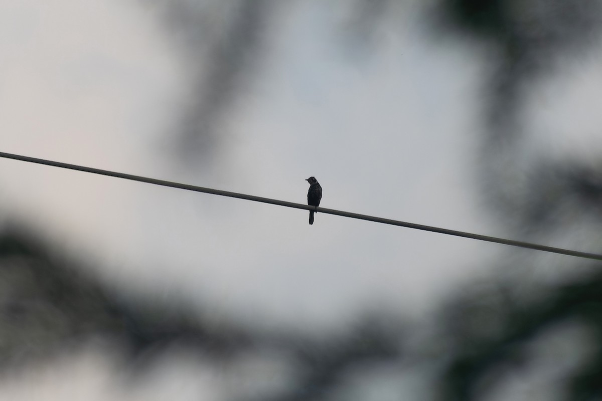 Chestnut-bellied Rock-Thrush - ML645768454