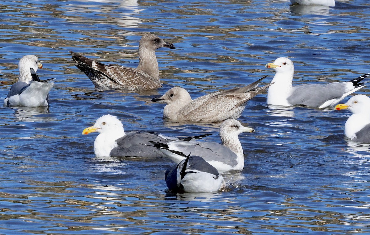 Iceland Gull (Thayer's) - ML645768455