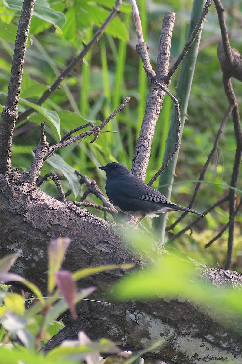 Slaty Bunting - ML645768456