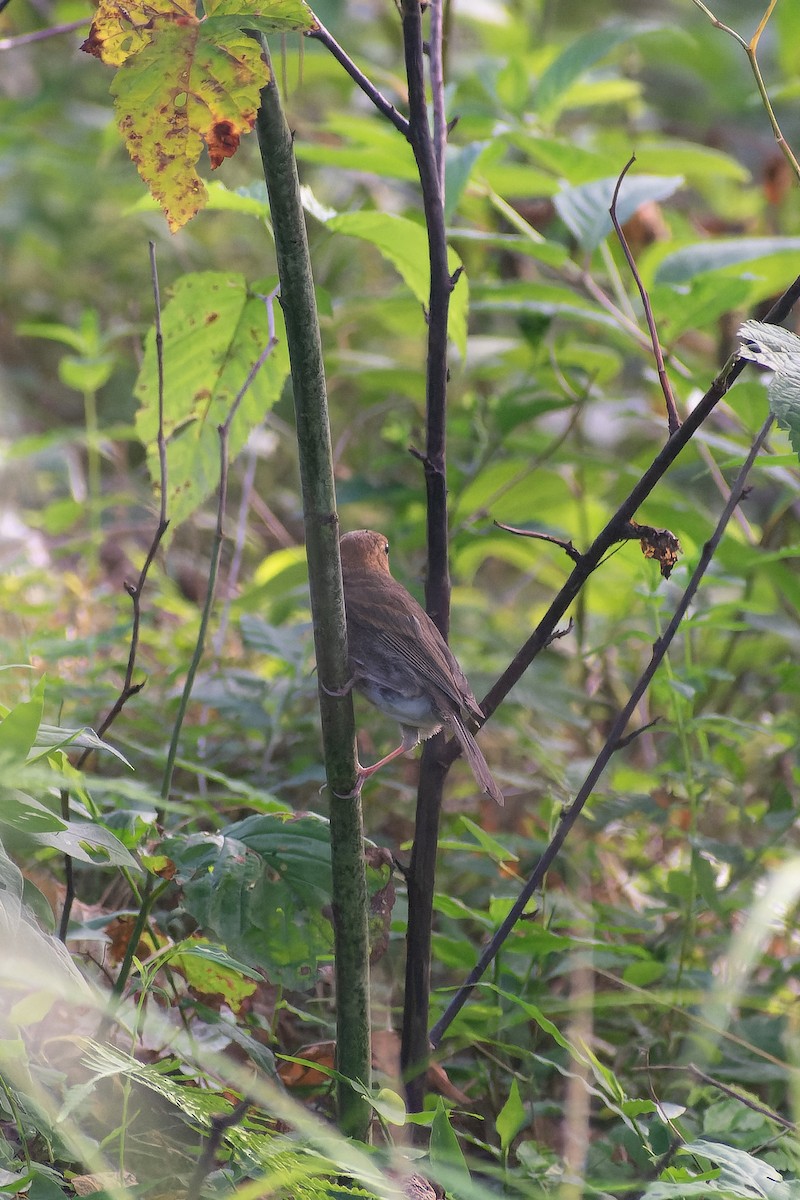 Slaty Bunting - ML645768459