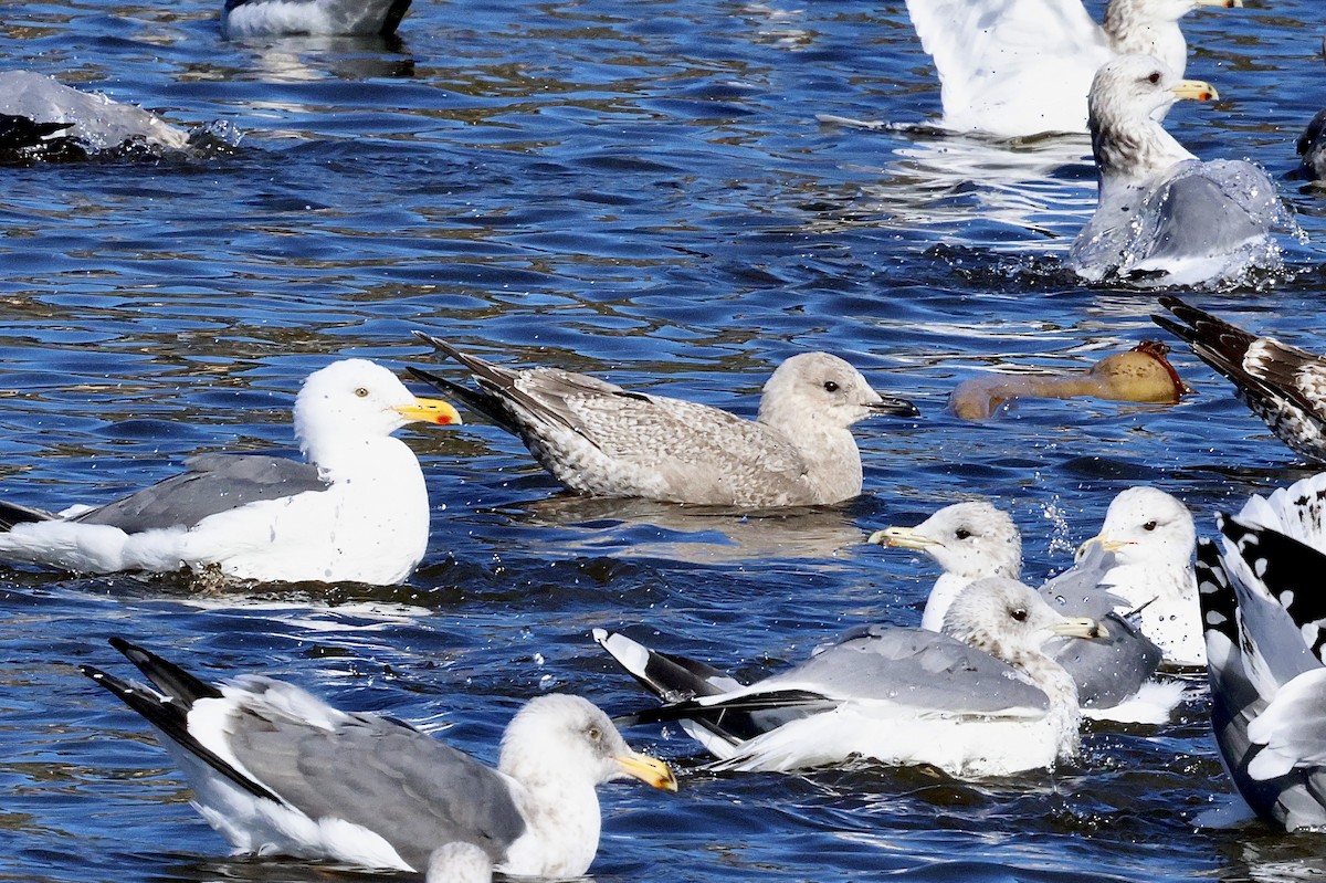 Iceland Gull (Thayer's) - ML645768460