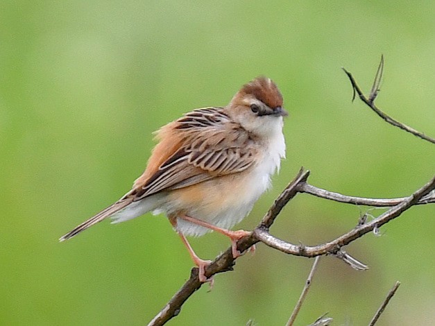 Zitting Cisticola - ML645768461