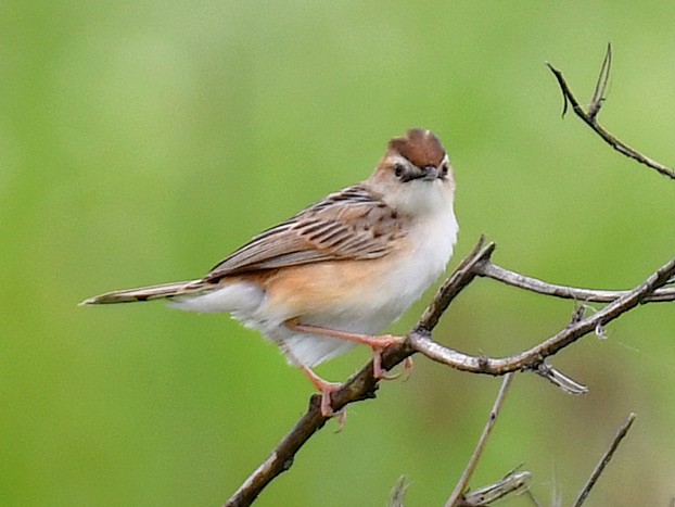 Zitting Cisticola - ML645768462