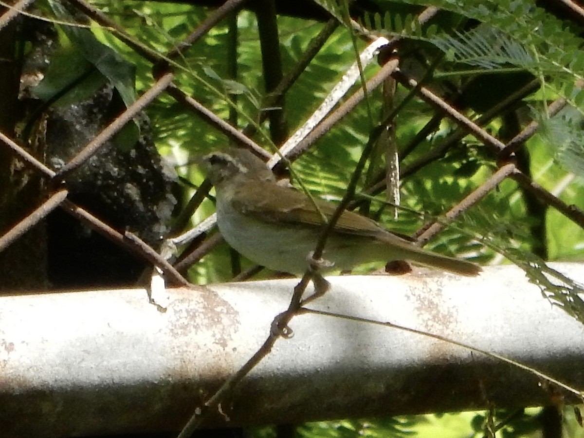 Pale-legged/Sakhalin Leaf Warbler - ML645768463