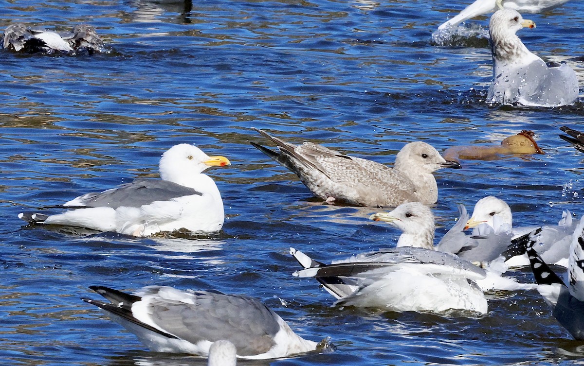 Iceland Gull (Thayer's) - ML645768465