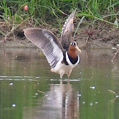 Greater Painted-Snipe - ML645768466