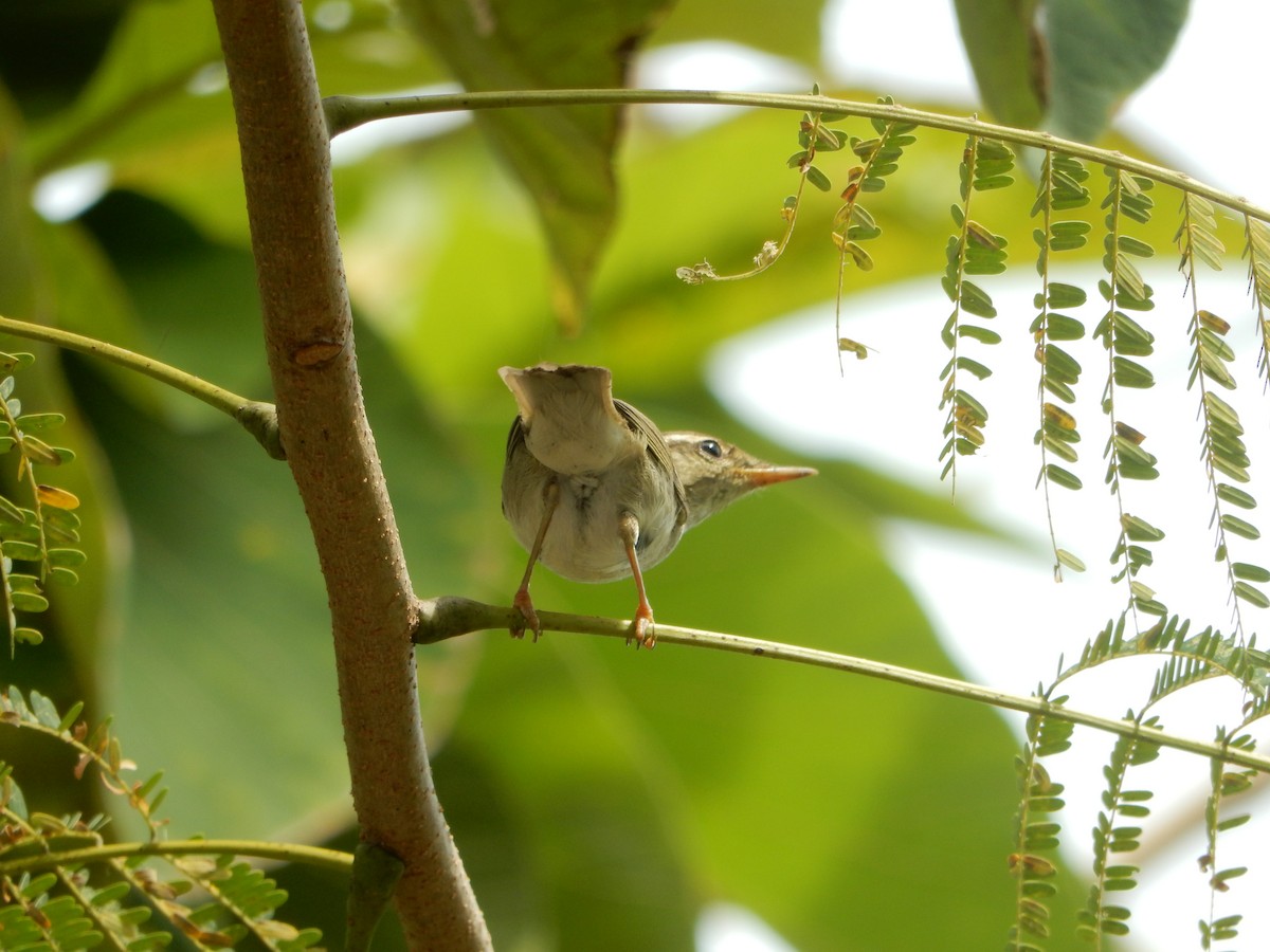 Arctic Warbler - ML645768467