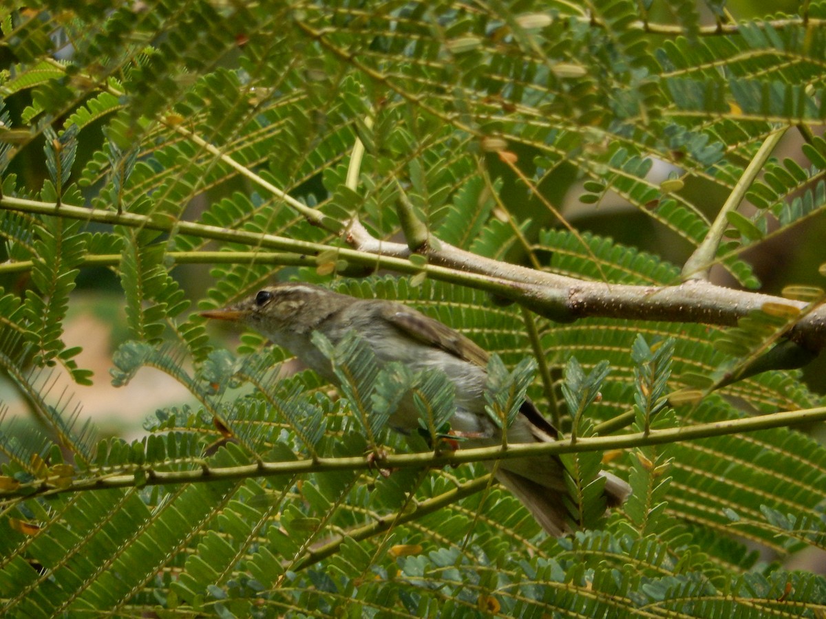 Arctic Warbler - ML645768468