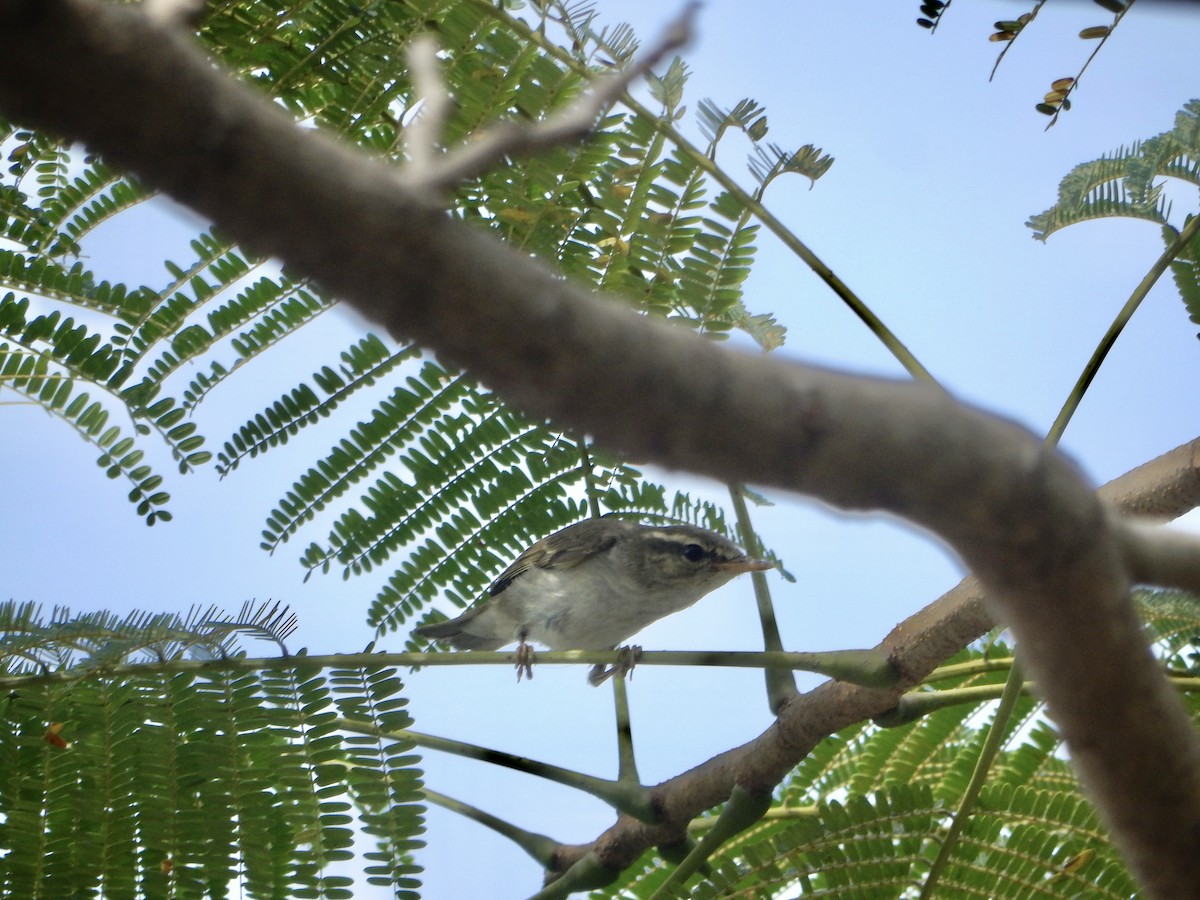 Arctic Warbler - ML645768469