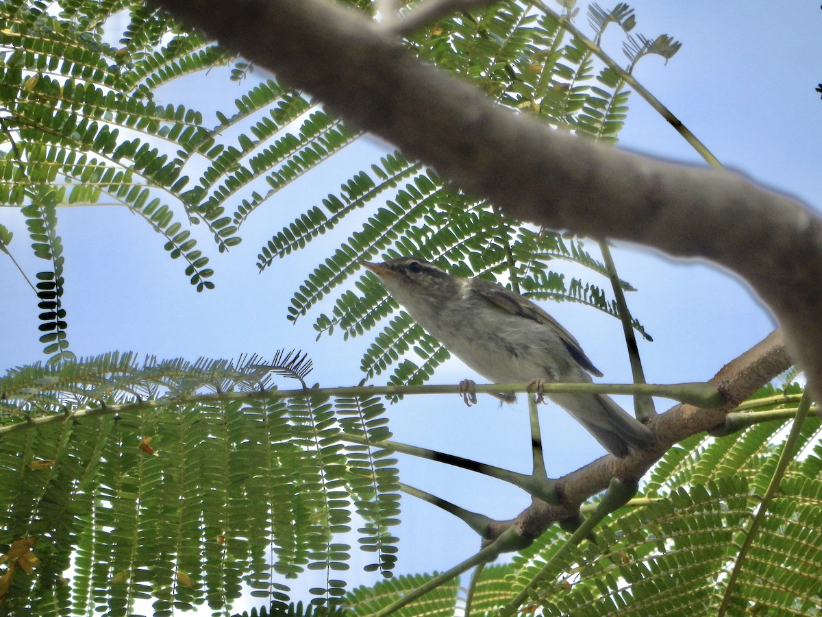 Arctic Warbler - ML645768470