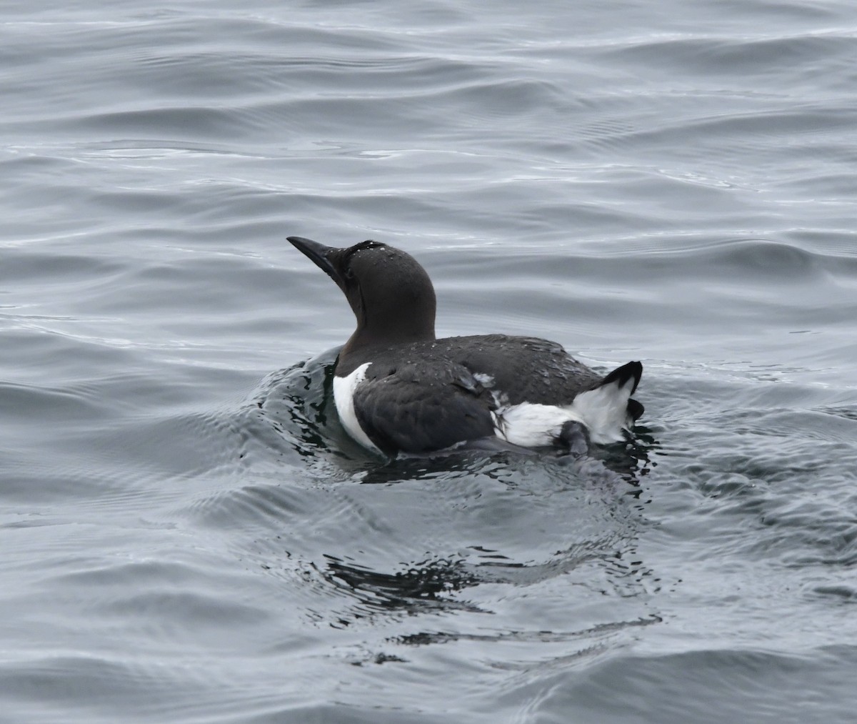 Common Murre - ML645768472