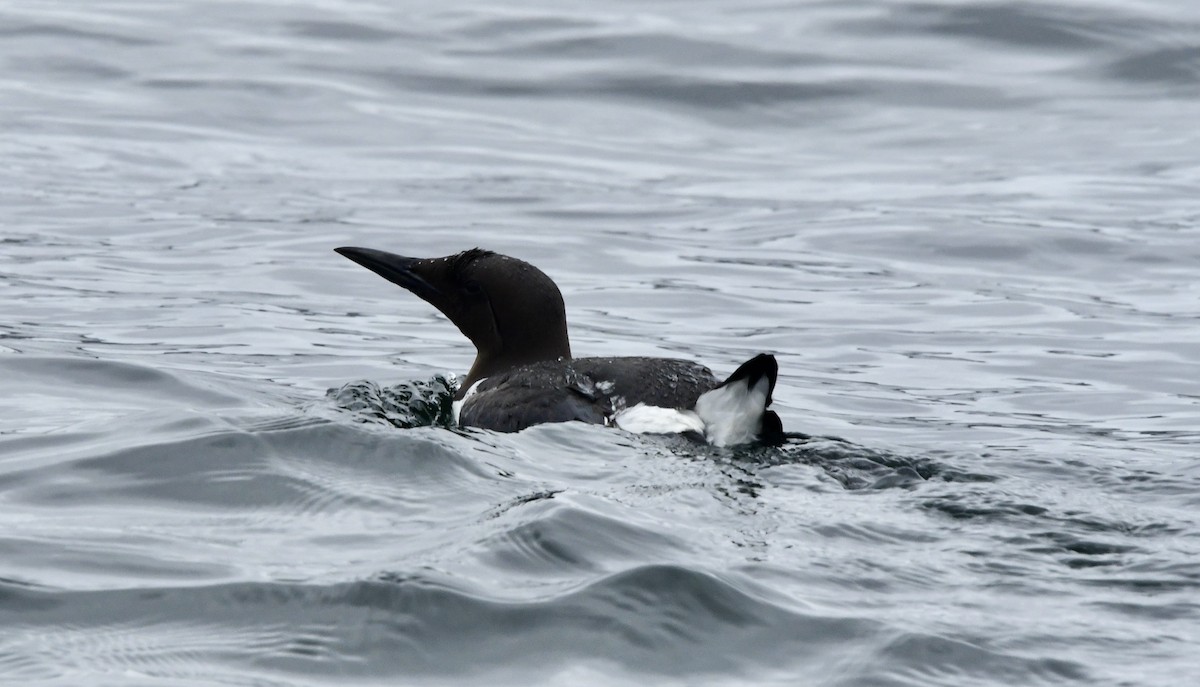 Common Murre - ML645768473