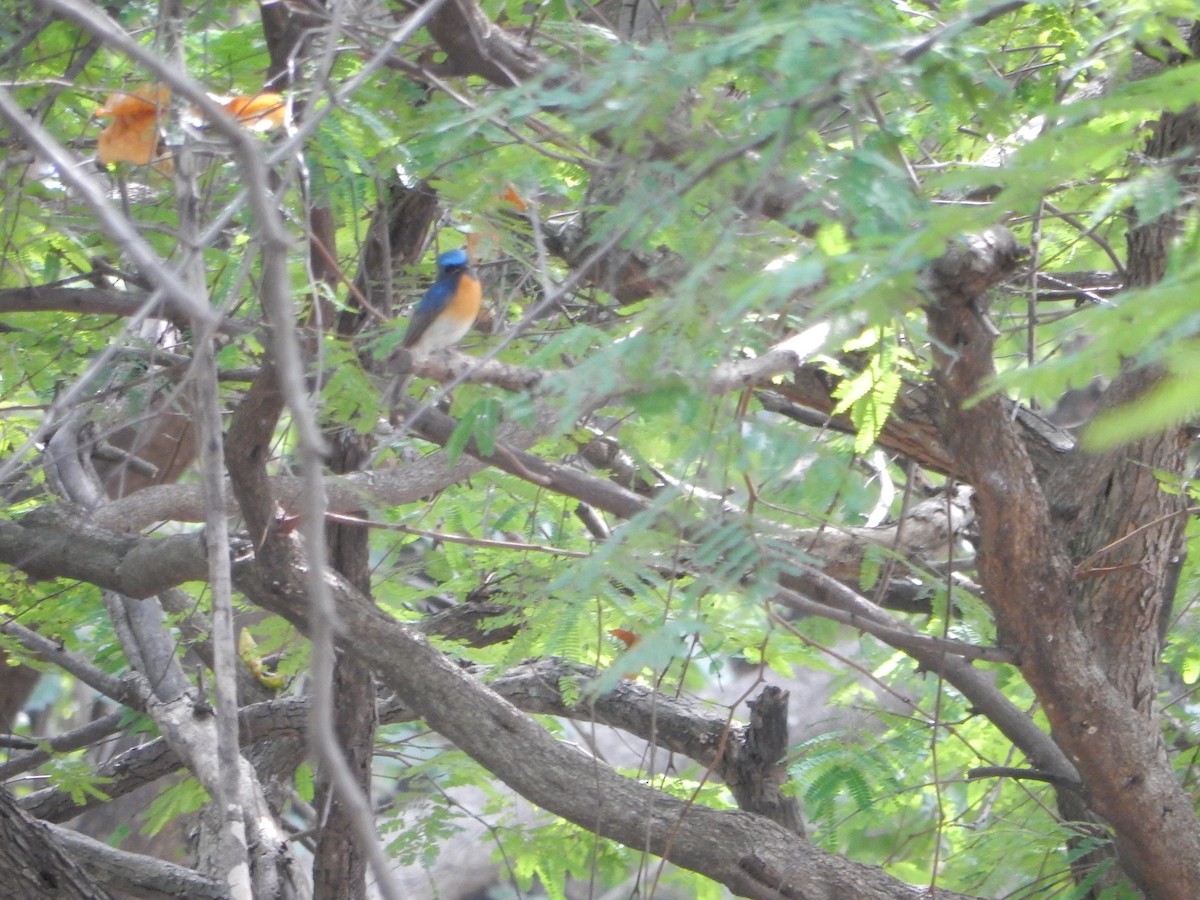 Chinese Blue Flycatcher - ML645768475