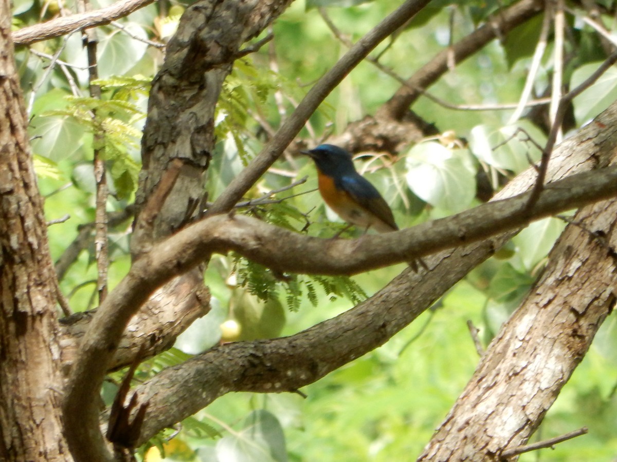 Chinese Blue Flycatcher - ML645768476