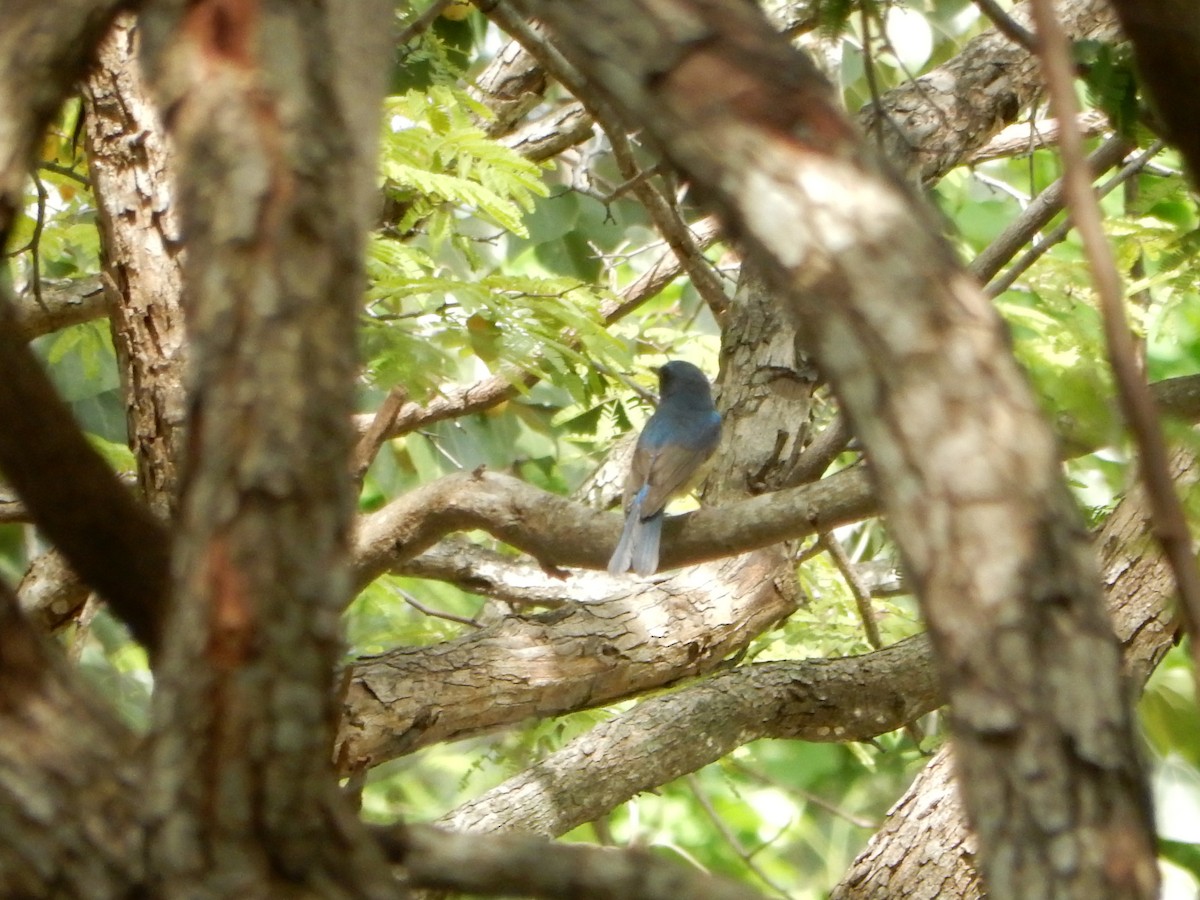 Chinese Blue Flycatcher - ML645768477