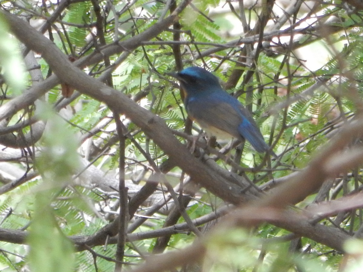 Chinese Blue Flycatcher - ML645768478