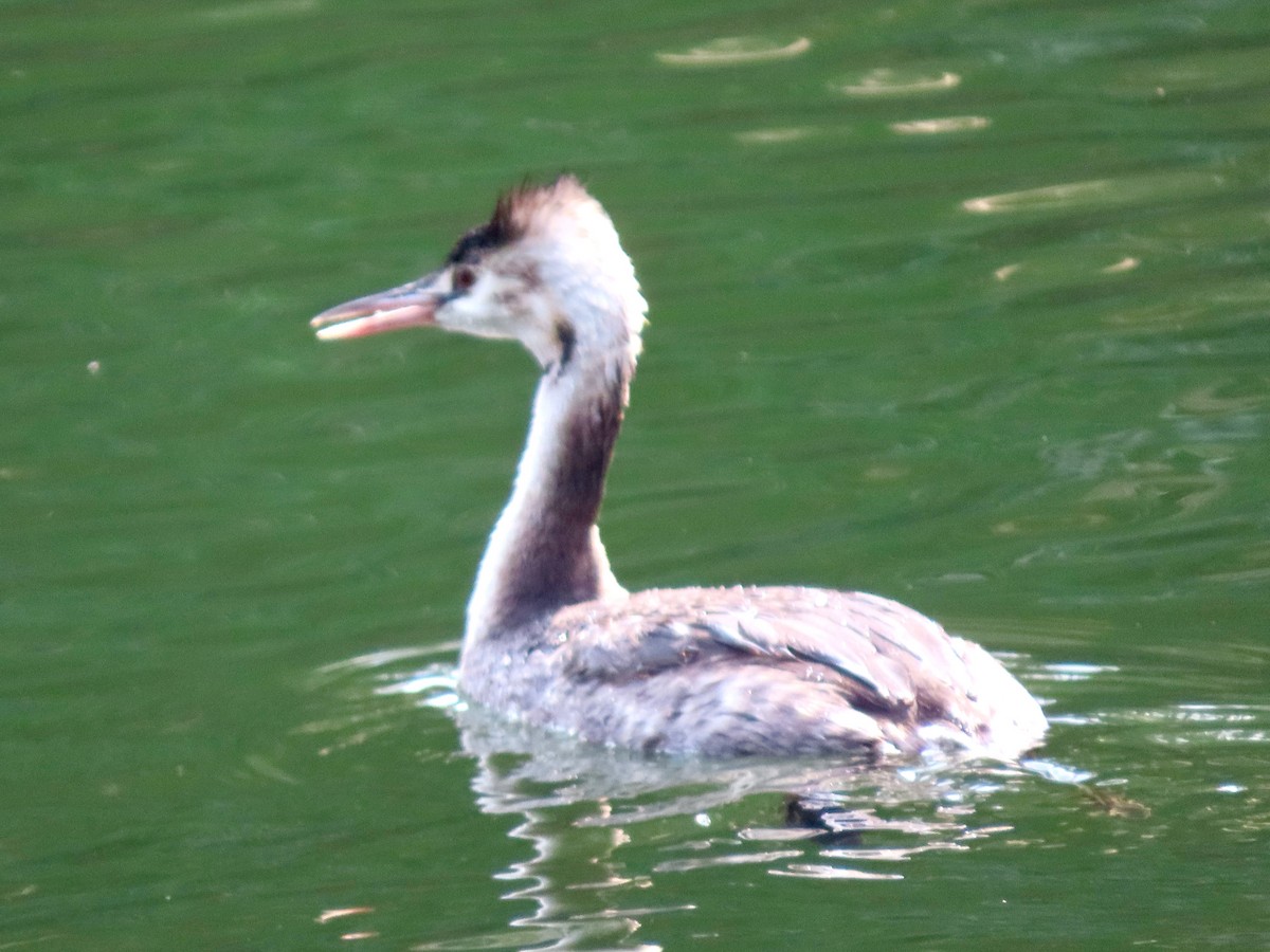 Great Crested Grebe - ML645768480