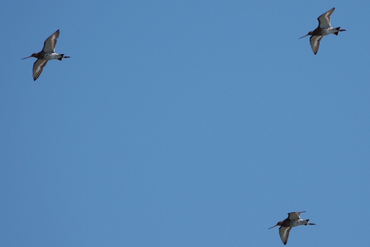 Black-tailed Godwit (European) - ML645768481