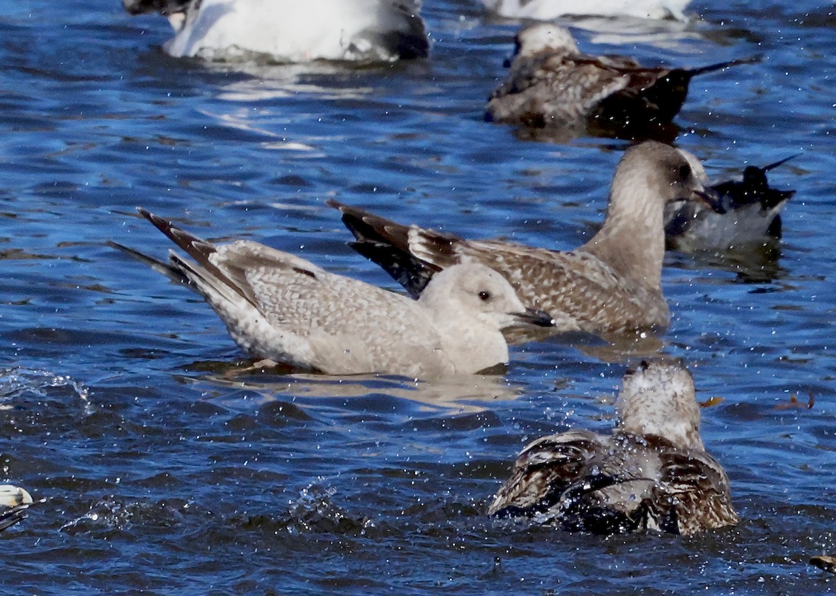 Iceland Gull (Thayer's) - ML645768482