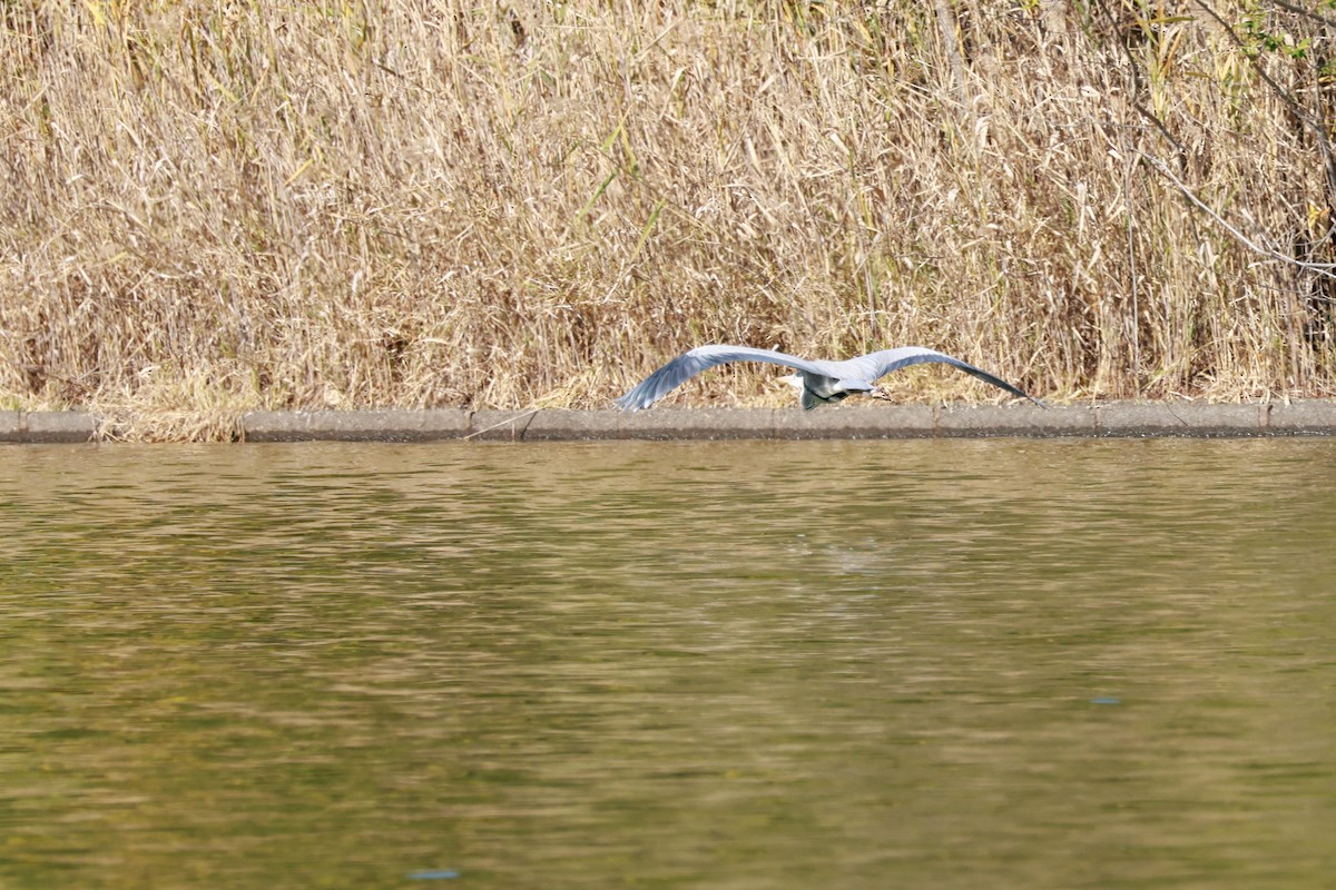 gråhegre - ML645768483