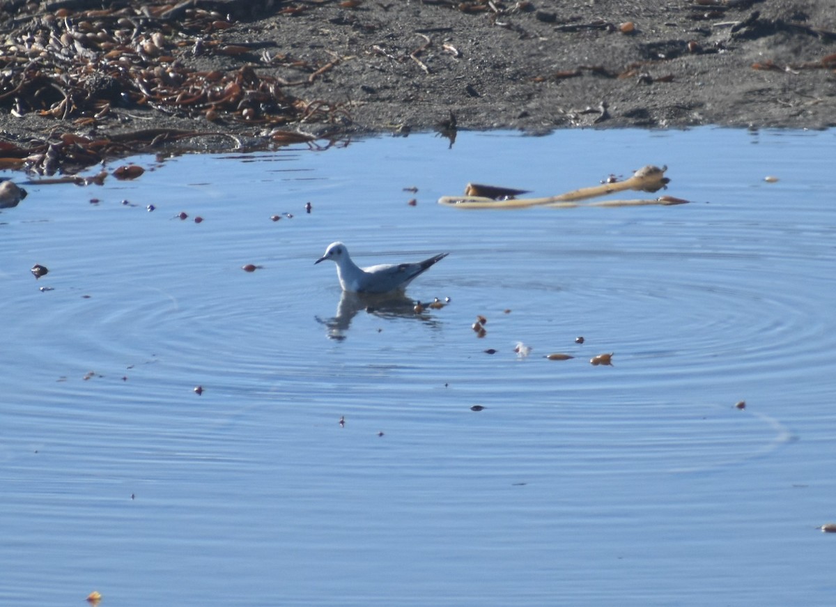 Bonaparte's Gull - ML645768484