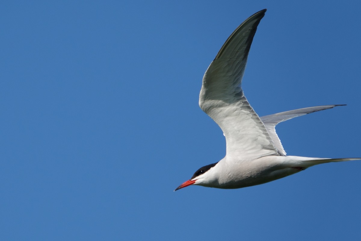 Common Tern - ML645768485